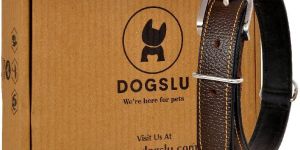 Black Leather Dog Collar