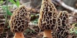 Kashmiri Morels Mushroom