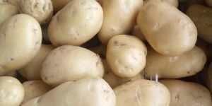Fresh High Quality Potato