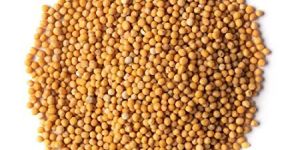Yellow Mustard Seeds