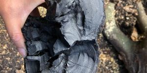 African Hardwood Charcoal
