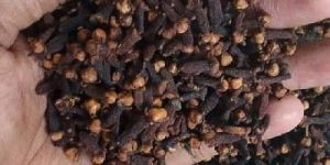 Clove Seeds