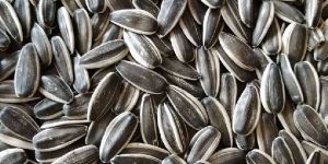 Sunflower Seed