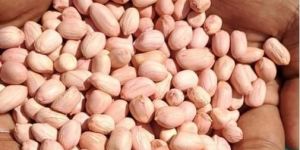 Bold Groundnut Kernels