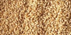 Wheat Seed