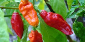 Fresh Ghost Pepper