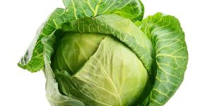 Organic Cabbage