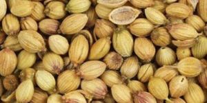 Coriander Seeds