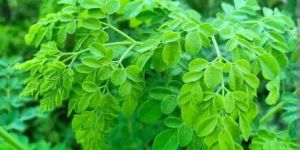 Moringa Leaf