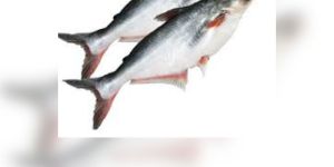 Pangasius Fish