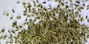 Chamomile Seeds