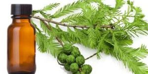 Cypress Oil