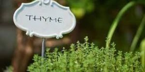Thyme Flake