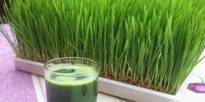 Wheatgrass Juice Extract