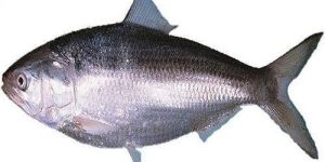 Fresh Hilsa Fish