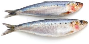 Fresh Sardine Fish