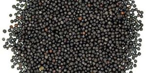 Black Mustard Seeds