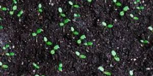 Strawberry Plant Seeds