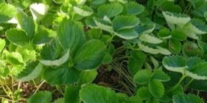 Winter Dawn Strawberry Plant Bare Root