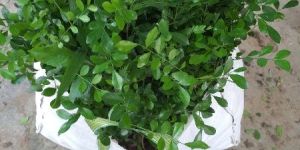 Madhu Kamini (Murayya)