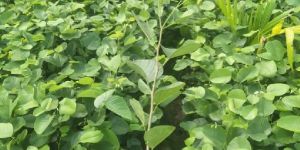 Red Sandalwood Plant