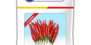 Sarpan Akash Chilli Seeds