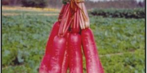 Chinese Pink Radish Seeds