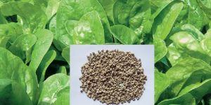 Green Palak Seeds