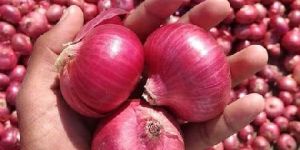 Fresh Red Onion