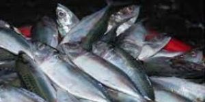 Snapper Mackerel Fish