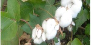 936 HYBRID COTTON SEEDS