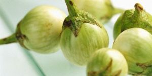 Greenball Brinjal Seeds