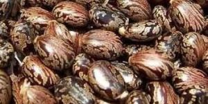 RAJMOTI CASTOR SEEDS