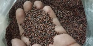 Black Organic Mustard Seed