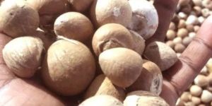 Dried Betelnut