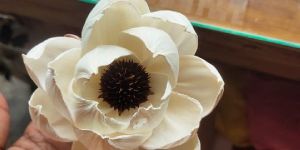 Star Peony Dry Flower Made by Sola Natural