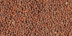 Brown Mustard Seeds