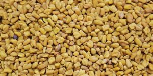 Fenugreek Seeds