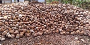 Semi Husked Coconuts