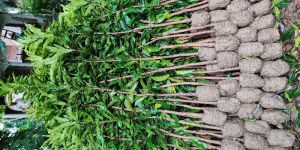 mango tree plants 6-8 ft