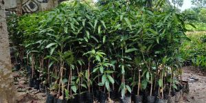 Packet mango plant 3-4 ft