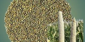 Pearl Millet