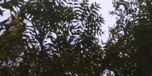 All Type of Neem Product like Leaves,cake and Niboli