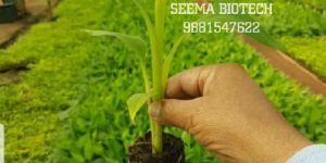 G9 Banana Tissue Culture Plant