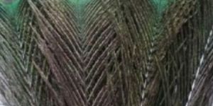 Peacock Feathers