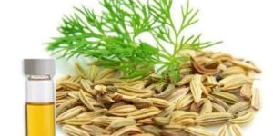 Dill Seed Oil