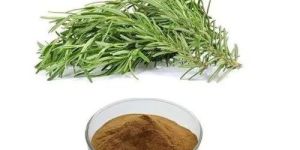 Rosemary Extract