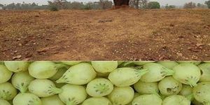Madhuca Longifolia or MAHUVA PHOOL