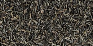 Niger Seed