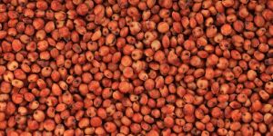 Red Sorghum